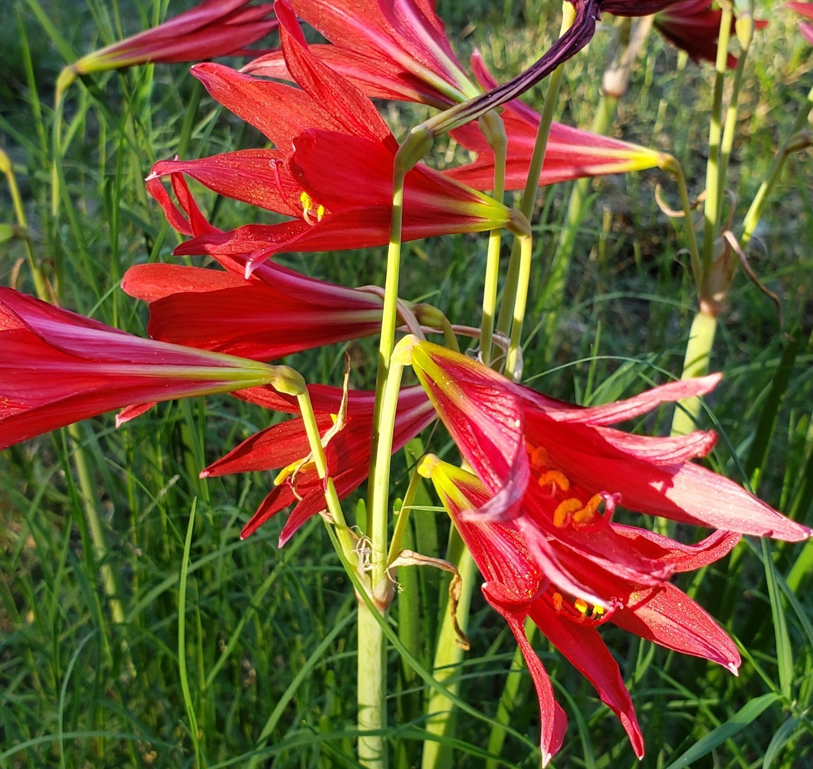 Oxblood Lily Bulbs Lilies Rain Schoolhouse Hurricane Free Ship SMALL
