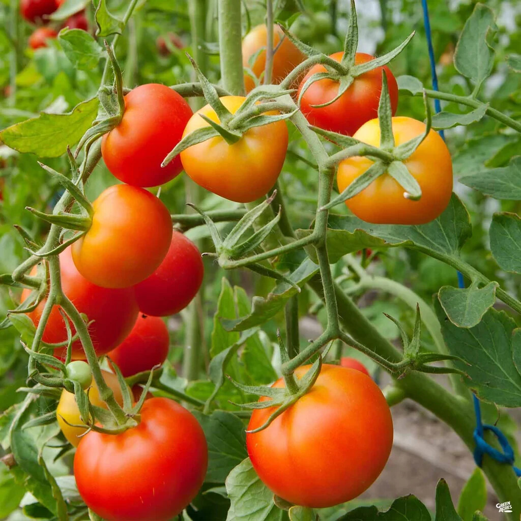 Stupice Tomato Seeds, Cold Tolerant Early Tomato, NON-GMO, Heirloom, FREE SHIP