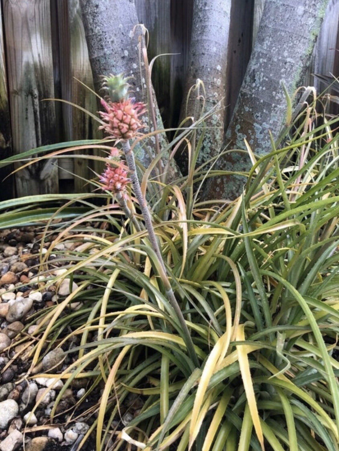 Ananus Nanus Mini Dwarf Pineapple Bromeliad-Mature Plant