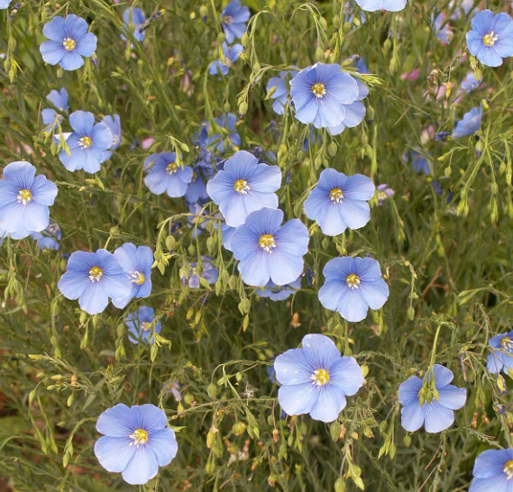 Wildflower Mix DRY AREA MIX w/Perennials Full Sun Pollinators Non-GMO 1000 Seeds