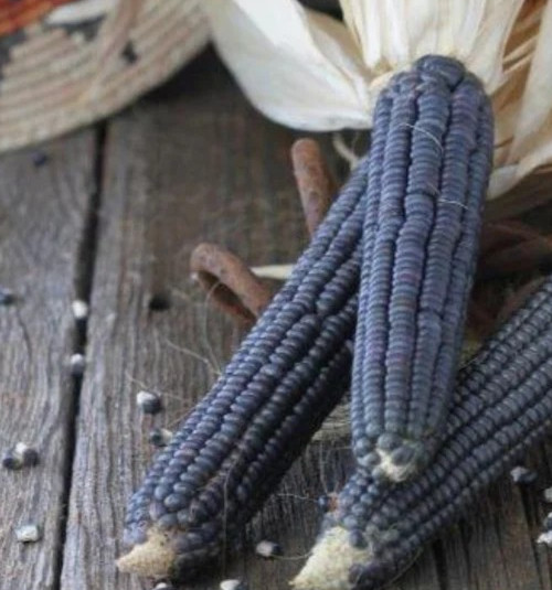 Blue Hopi Corn {Flint} – 50 Seeds