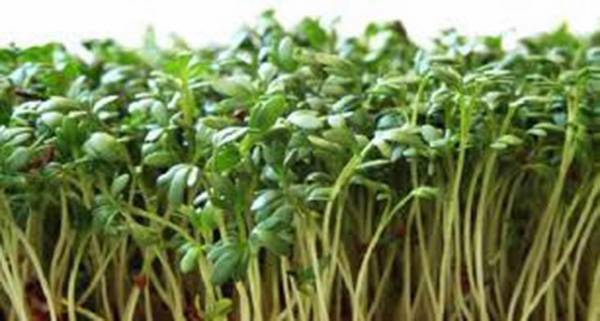 CURLED CRESS SEED, SPROUTS, HEIRLOOM, 25+ SEEDS, BROADLEAF, MICRO GREENS