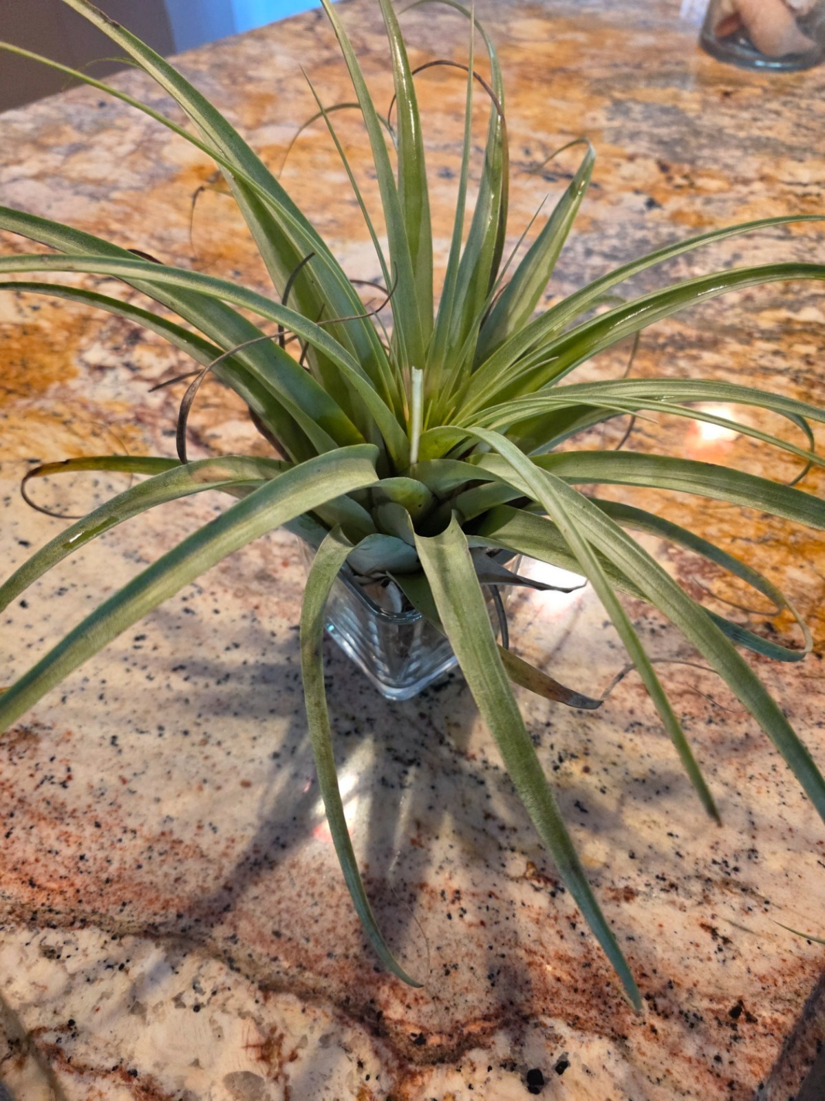 LARGE 20+-(10)Inch Tillandsia Utriculata Air Plant Specimen Air-Purifying Bonsa