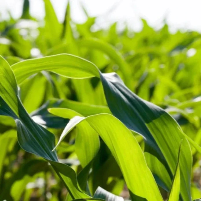 50 Golden Sweet Corn Seeds Classic Yellow Ears for Juicy & Tender Garden Harvest