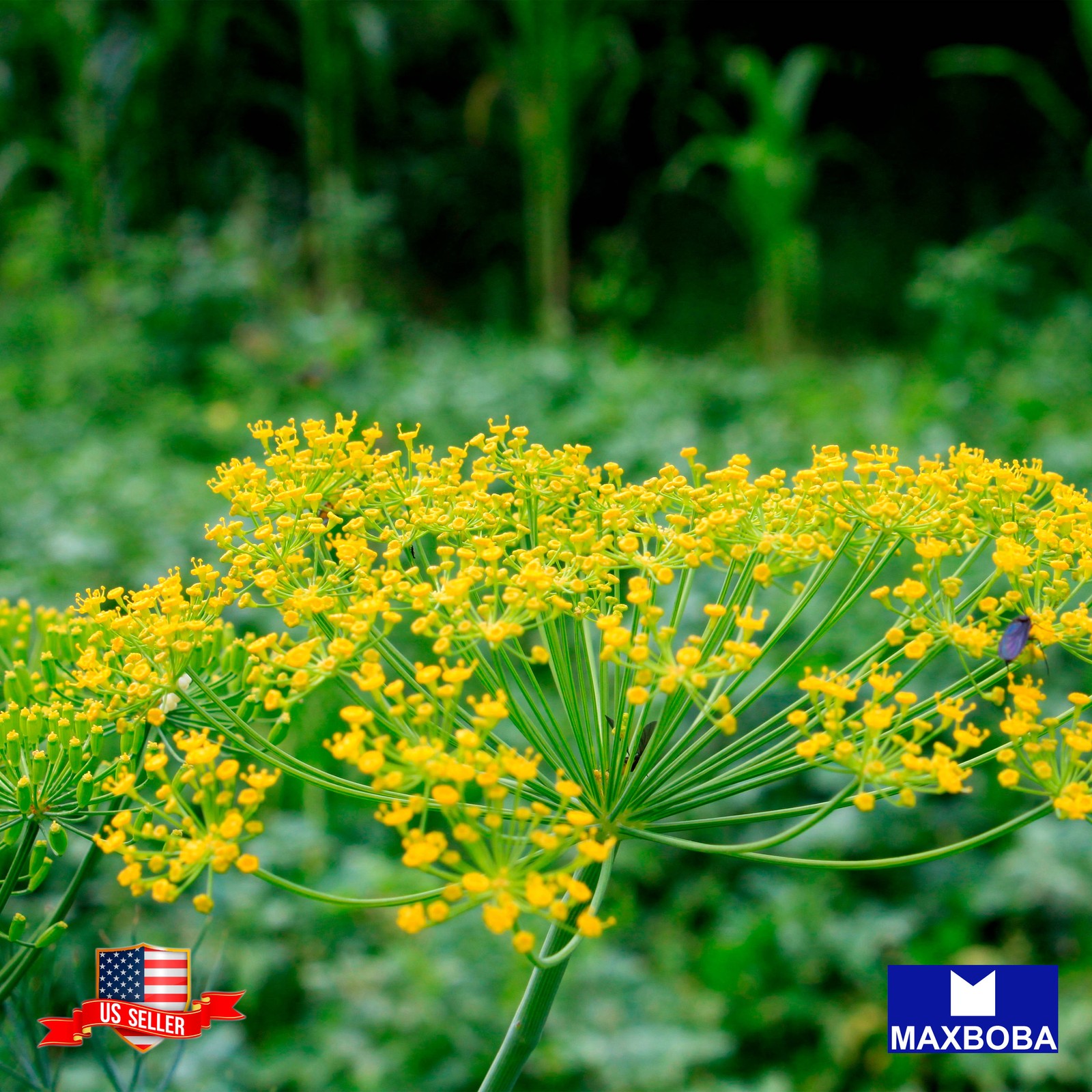 Premium 6400 Seeds Dill Mammoth Long Island Non-GMO Heirloom