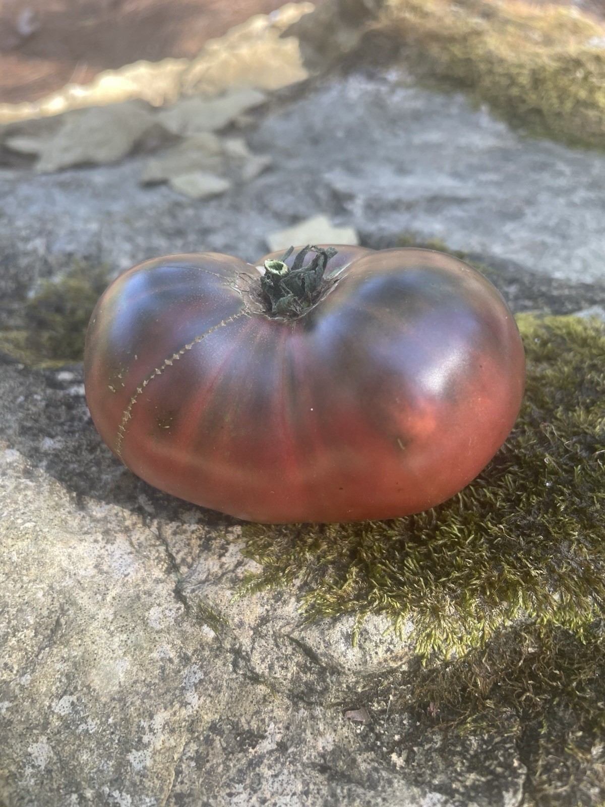 3 Purple Cherokee Tomato Cuttings