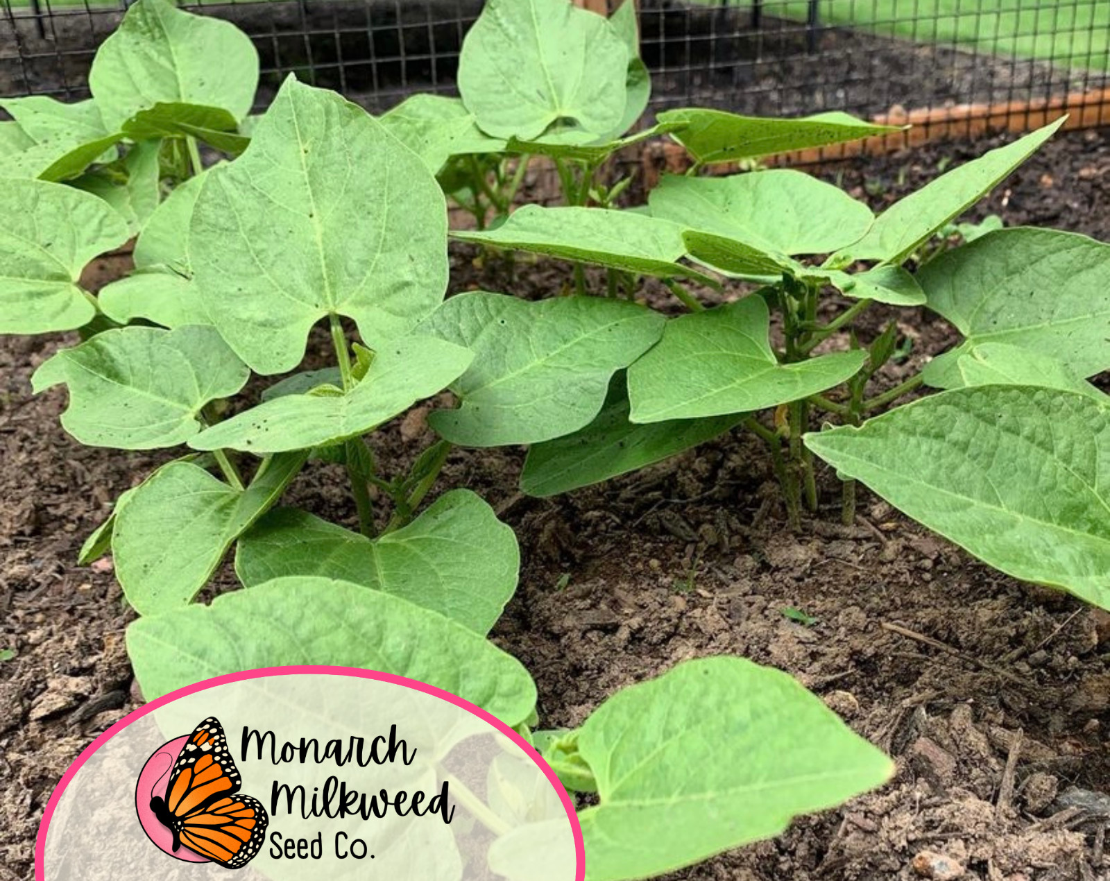 25+ Bush Bean Seeds ‘Roma II’ | Heirloom, Non-GMO, Vegetable Gardening Seed, USA