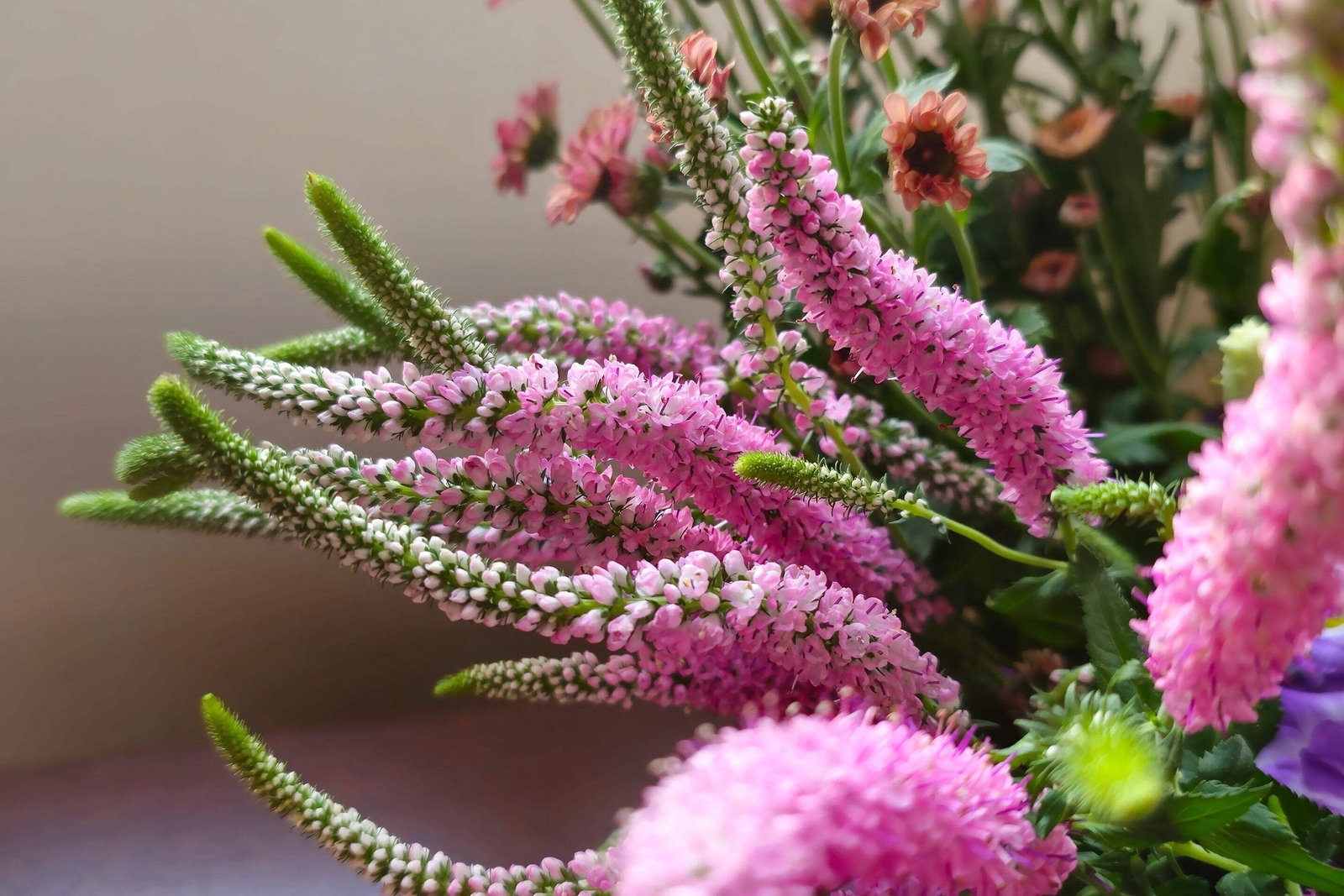 50 Light Pink VERONICA Longifolia / SPIKE SPEEDWELL Flower Seeds *Flat S/H
