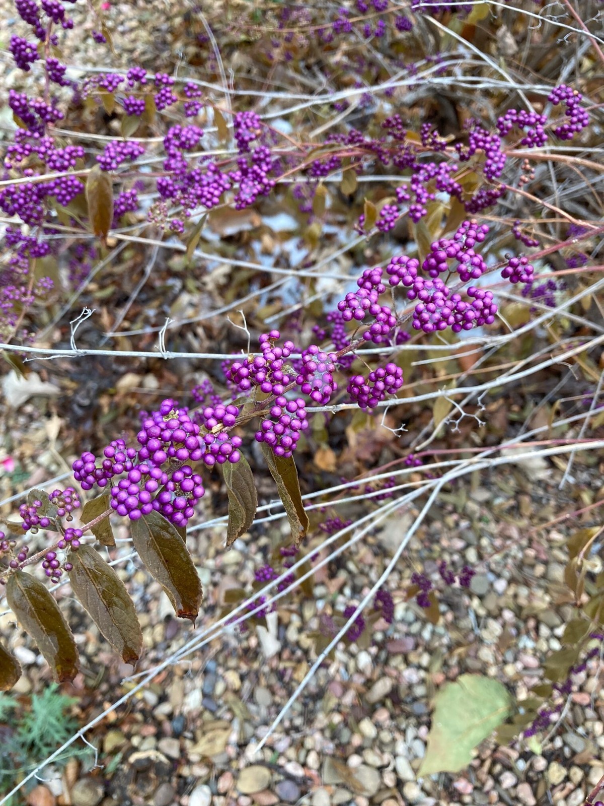 American Beautyberry “Callicarpa americana” 1 Live Plant in 3.5 Inch Pot