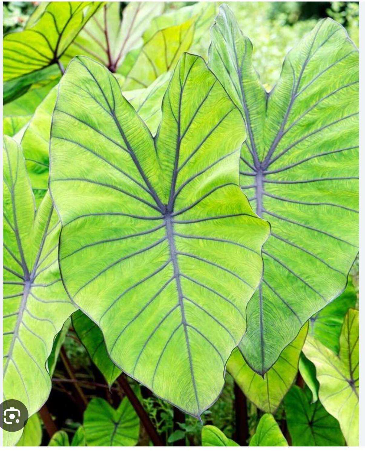 Blue Hawaii -Colocasia esculenta- Elephant Ear-SMALL ROOTED STARTER Plant