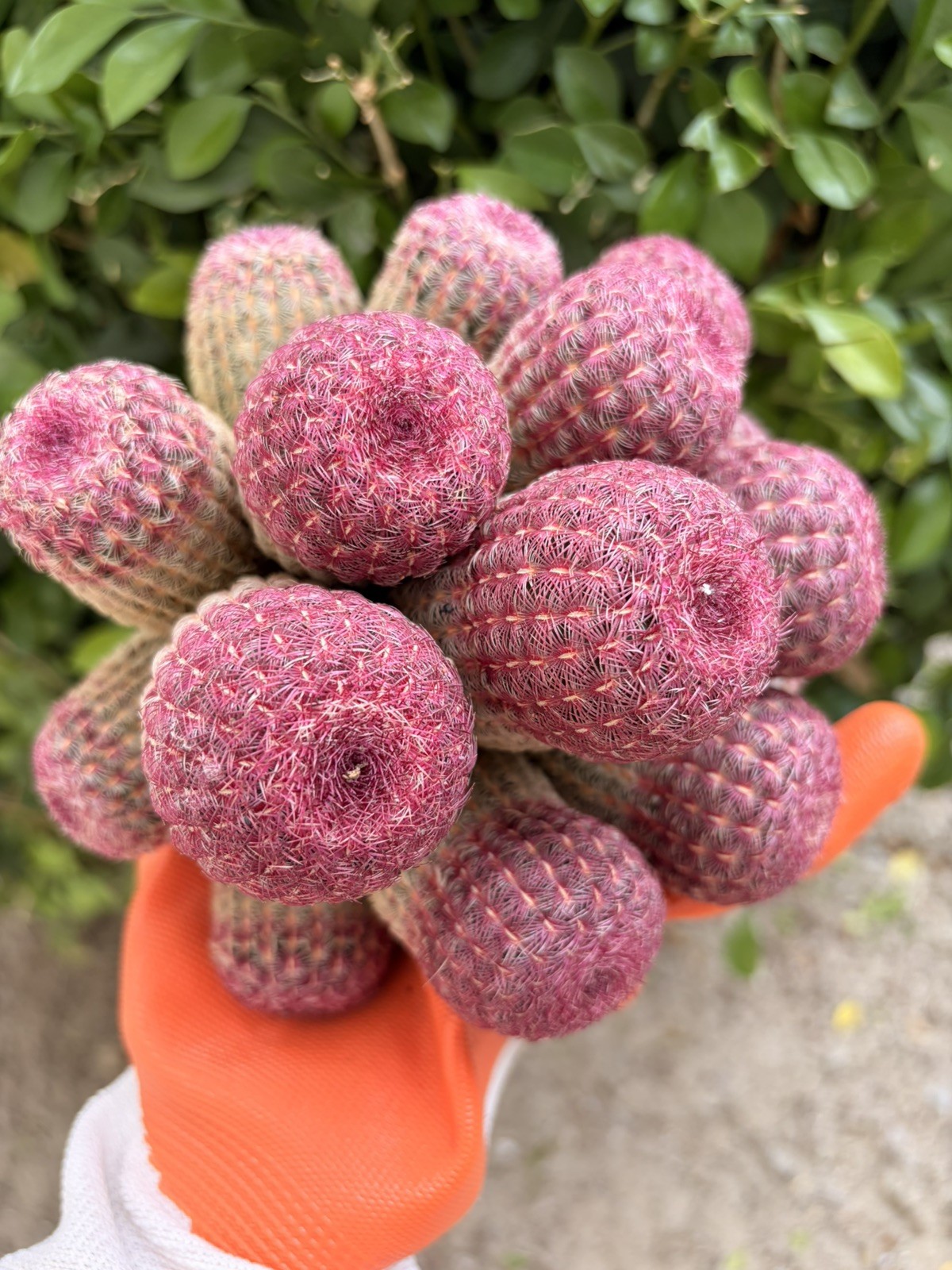 Rare Cactus Cluster