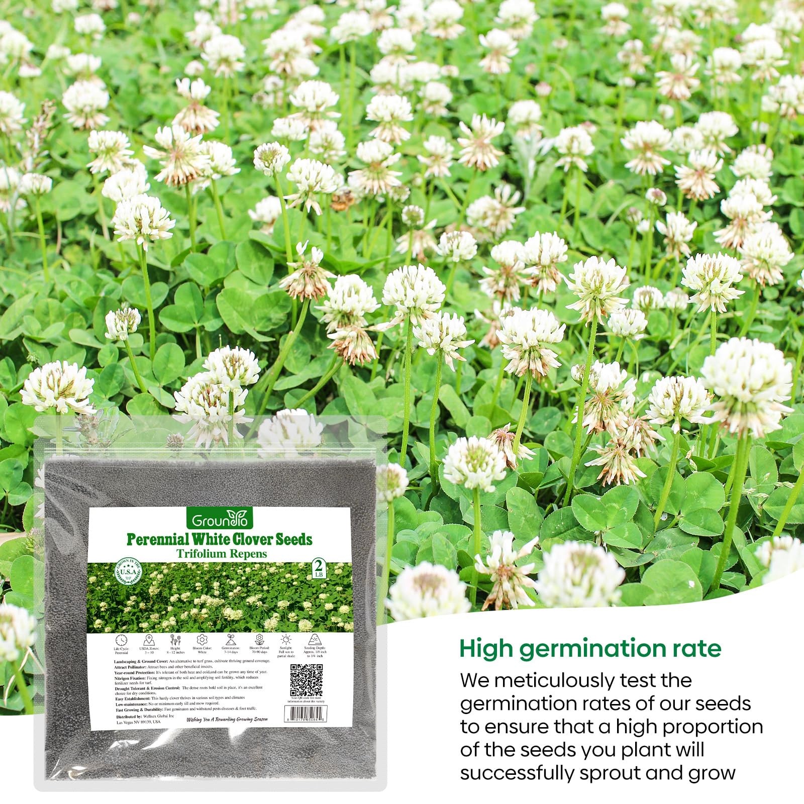 Perennial White Dutch Clover Seeds, 2 LB – Nitrocoated Lawn Ground Cover