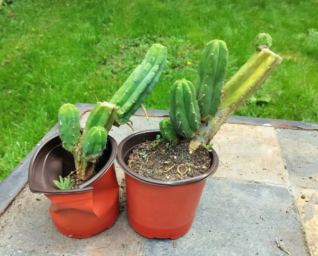 Sacred Cactus – Bridgesii Eileen X Wowie Lot Of Two ( Exact Cacti Pictured)