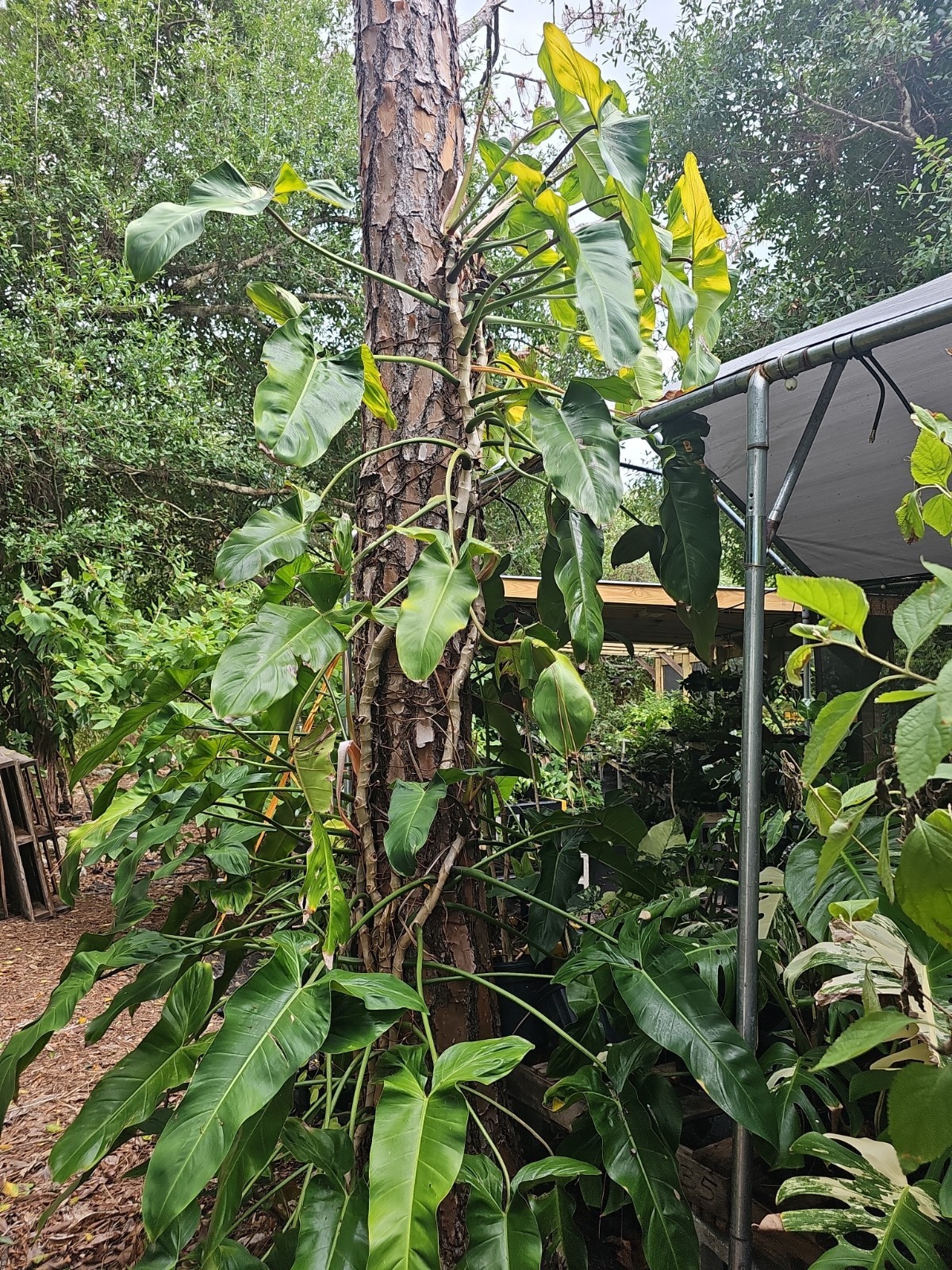 XXL Mature Variegated Philodendron Mexicanum Rugosum Aroid