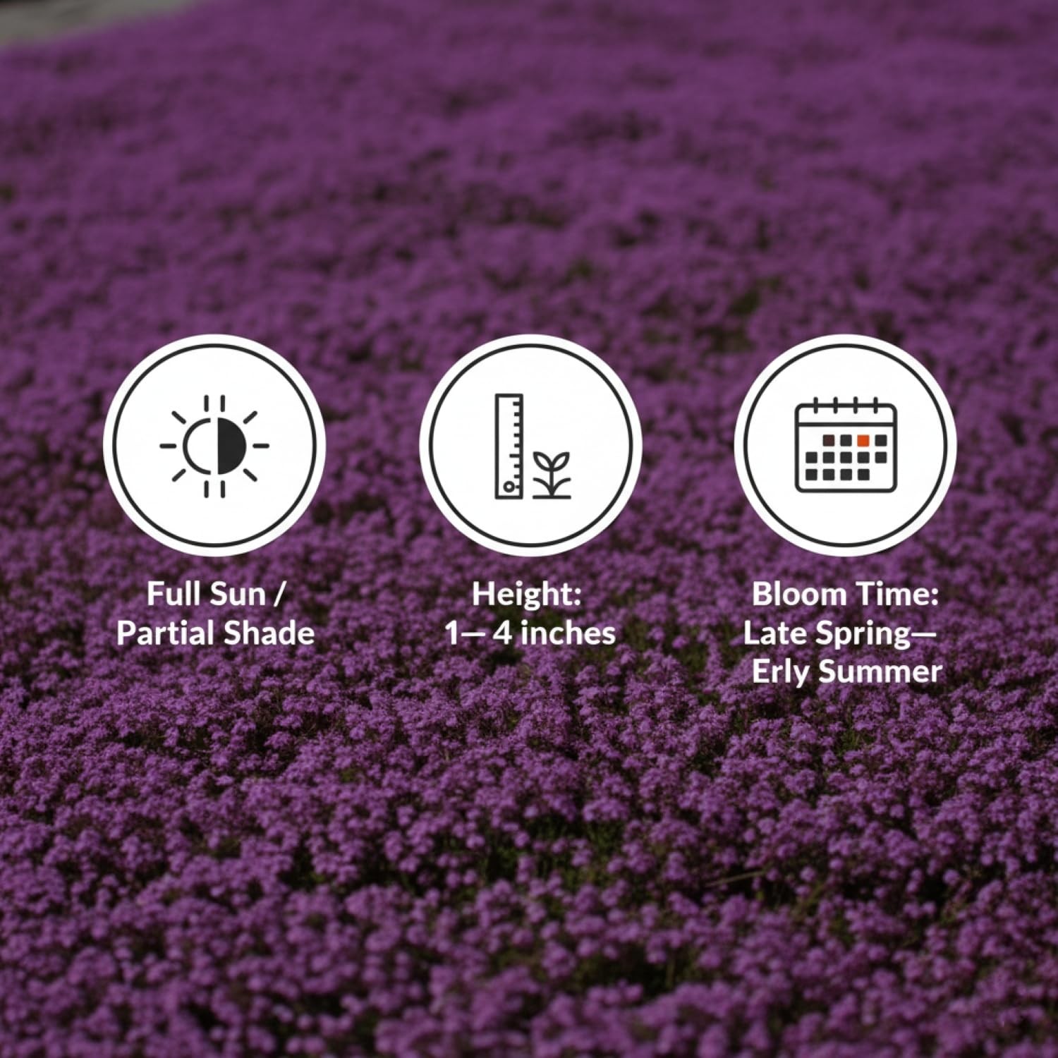 20,000+ Creeping Thyme Seeds Ground Cover, Non-GMO Perennial Flower Seeds, Ha…