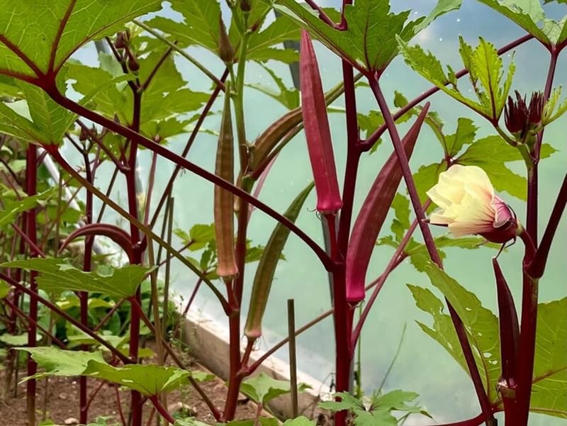 30+ Red Burgundy Okra Seeds Abelmoschus esculentus Seed Vegetables red