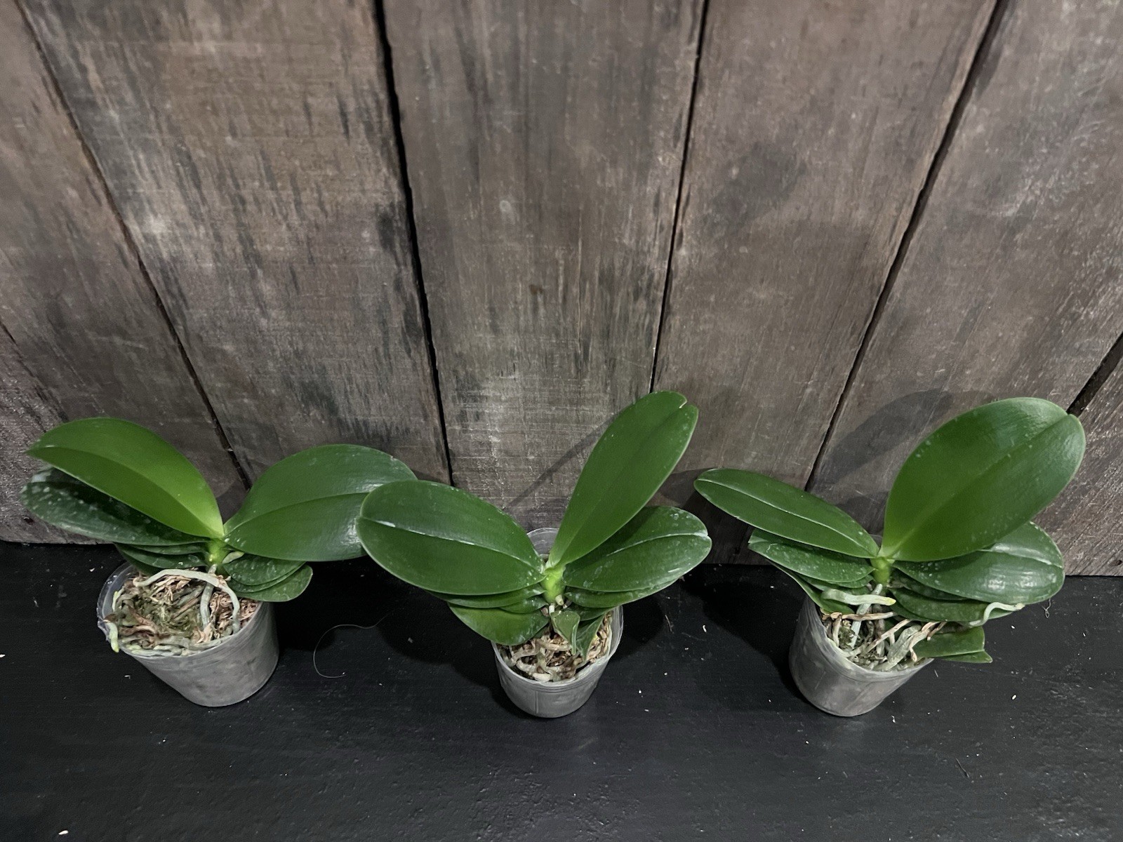 Phal. Ching Ann Mary ‘1830’, Blooming Size, FREE Shipping