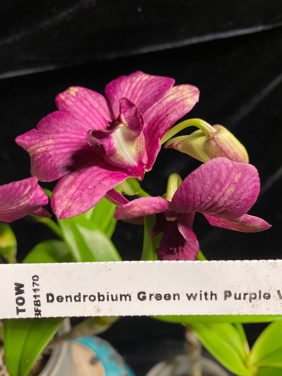 Den. Green – Purple Veins (New Hybrid!)