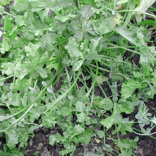 Wrinkled Crinkled Cress Seeds | 500 Seeds | Heirloom – Non-GMO | Herb Seeds 1158