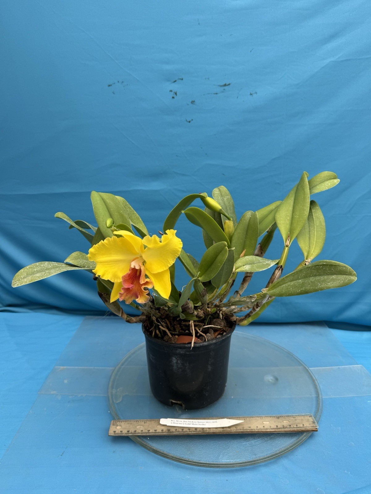 Rlc Mem Jim Nickou X Heather’s Gold Blooming Fragrant Orchid Eros Hybrid 7” Pot