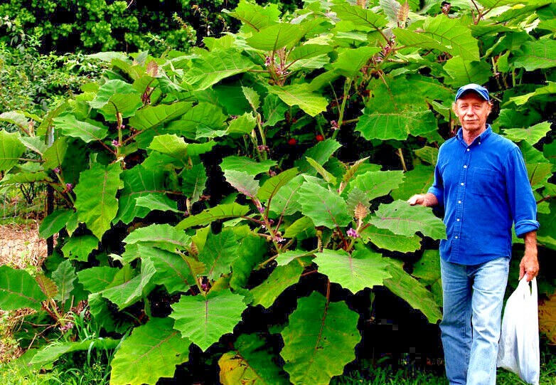 Naranjilla Orange Tree Seeds (Solanum quitoense) “Lulo Quito” Garden Fruit Plant