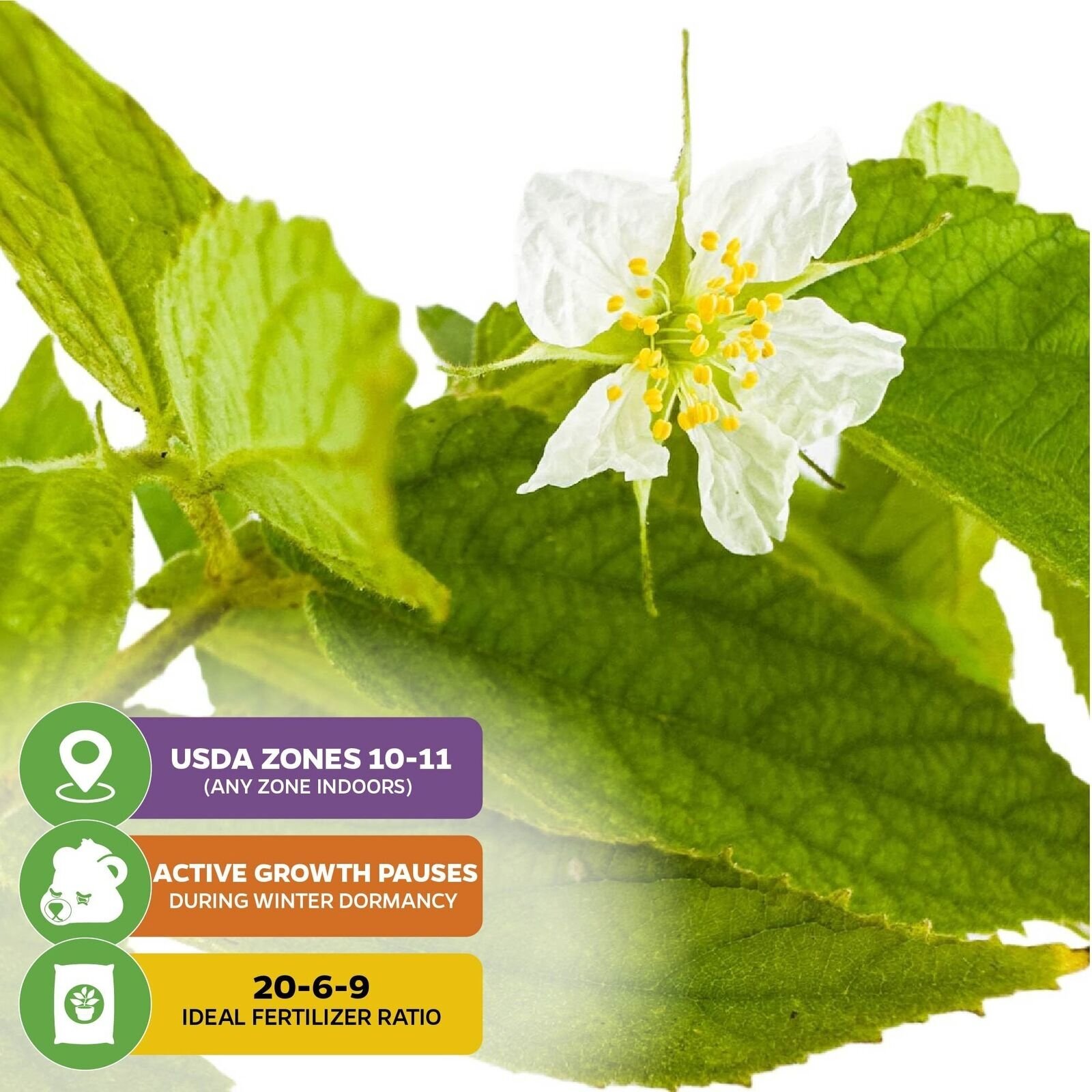 Red Jamaican Cherry (Strawberry Tree) – Muntingia calabura – Live Plant