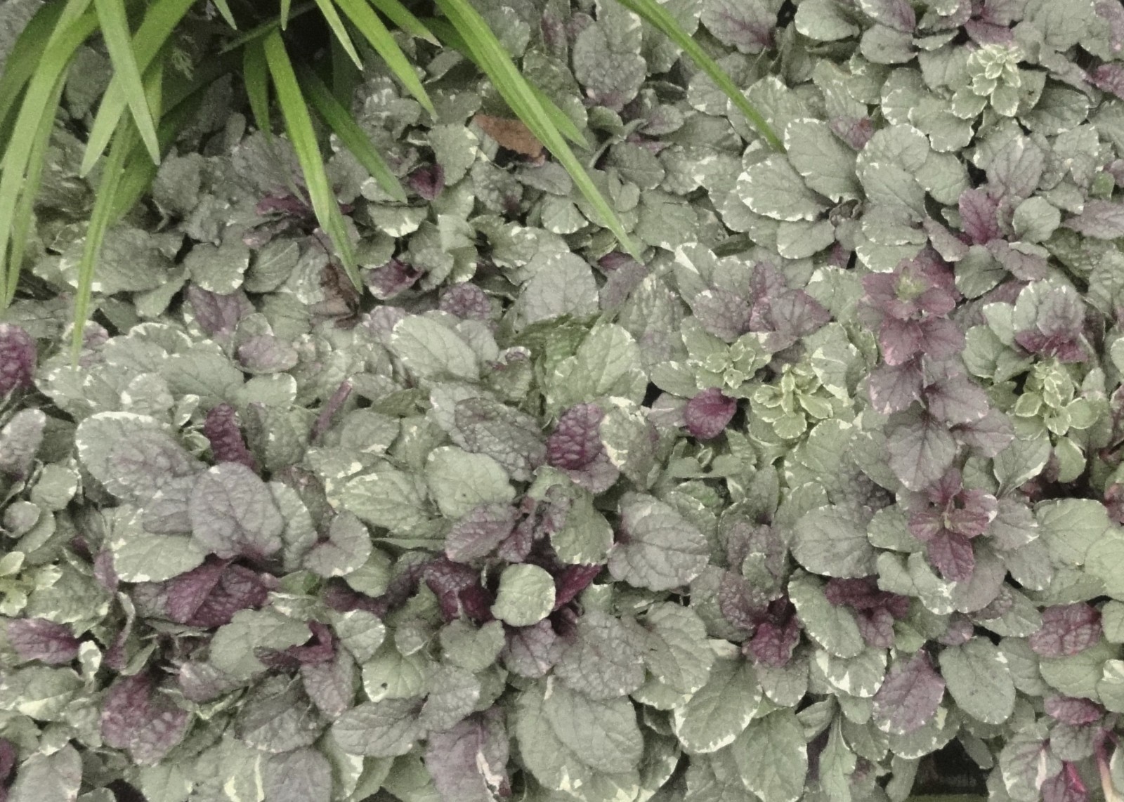 Ajuga Burgundy Glow 40 Plants in 3-1/2 inch Pots