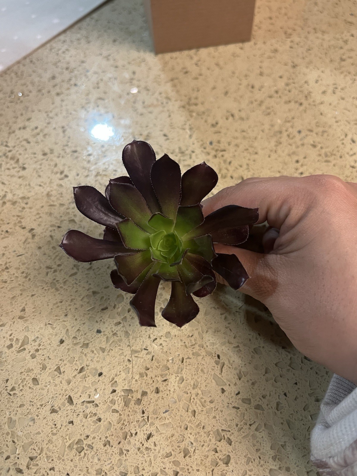 BLACK ROSE Deep Dark Purple Aeonium Arboreum Zwartkopf Succulent 1 cutting