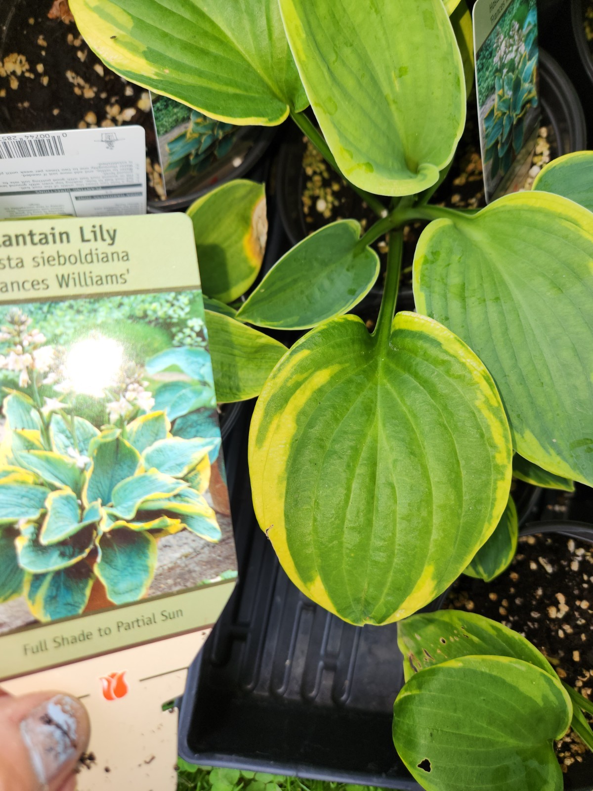HOSTAS – Several Varieties, Healthy Live Plants, Bare Root, Large & Extra Large