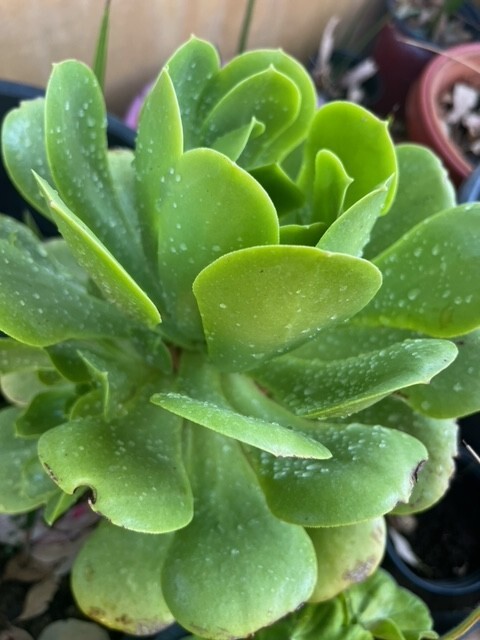 Aeonium arboreum-tree Aeonium