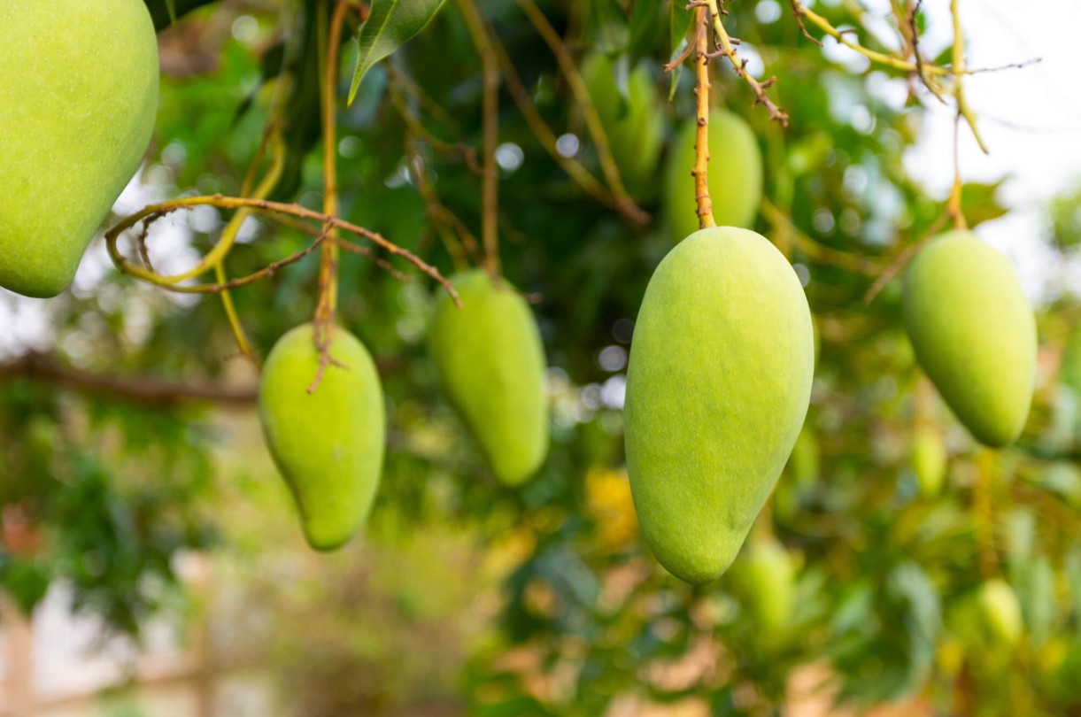Live Grafted Elephant Mango Tree – 3 Gal Pot – Tropical Fruit Tree – No Ship CA