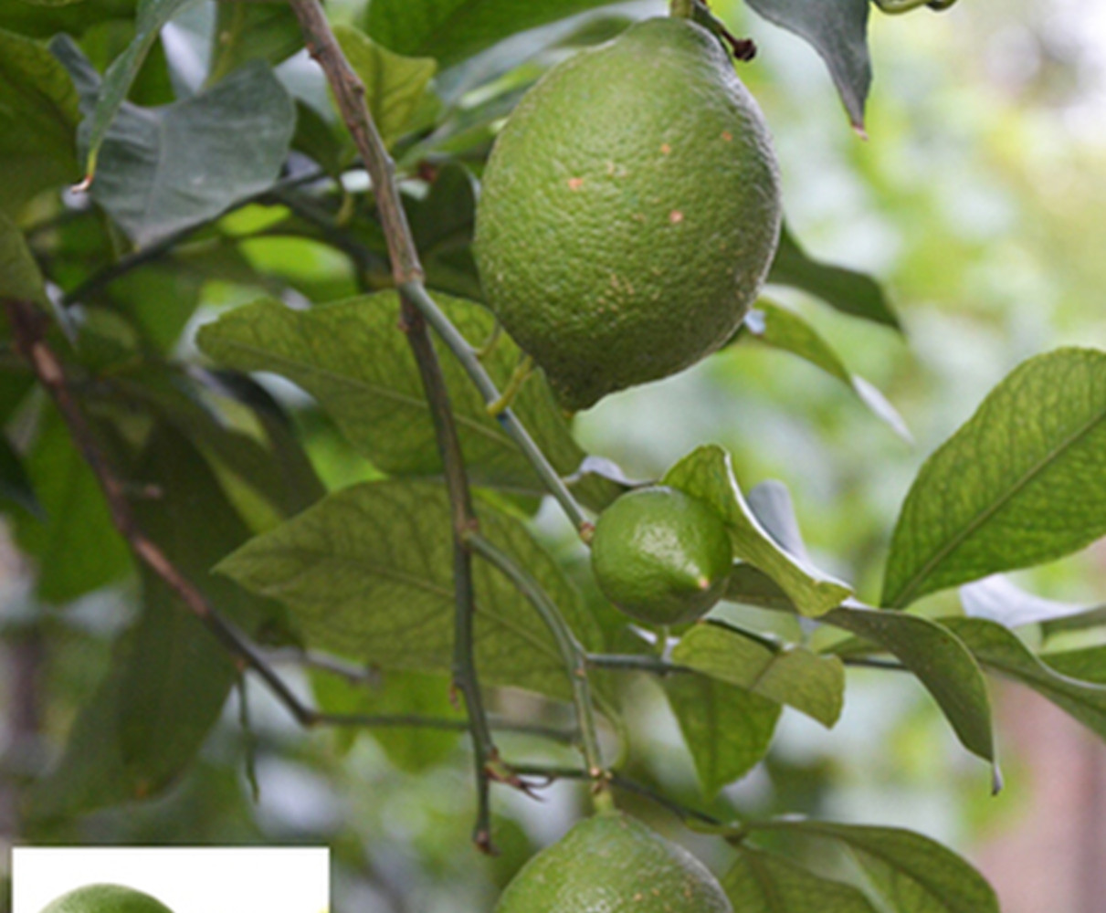 20 SEED PACK for Germination of Yellow Lemon Green Lime plant bush flower garden