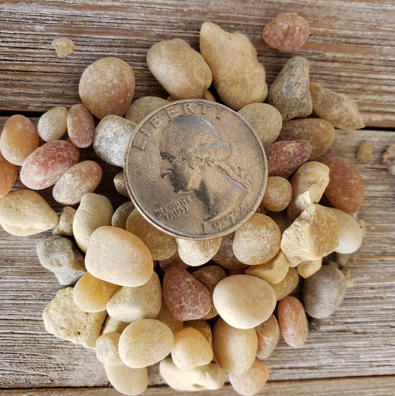 1 Lb 3/8 Parchment Pebble Cactus and Succulent Top Soil Dressing cactus Cacti Su