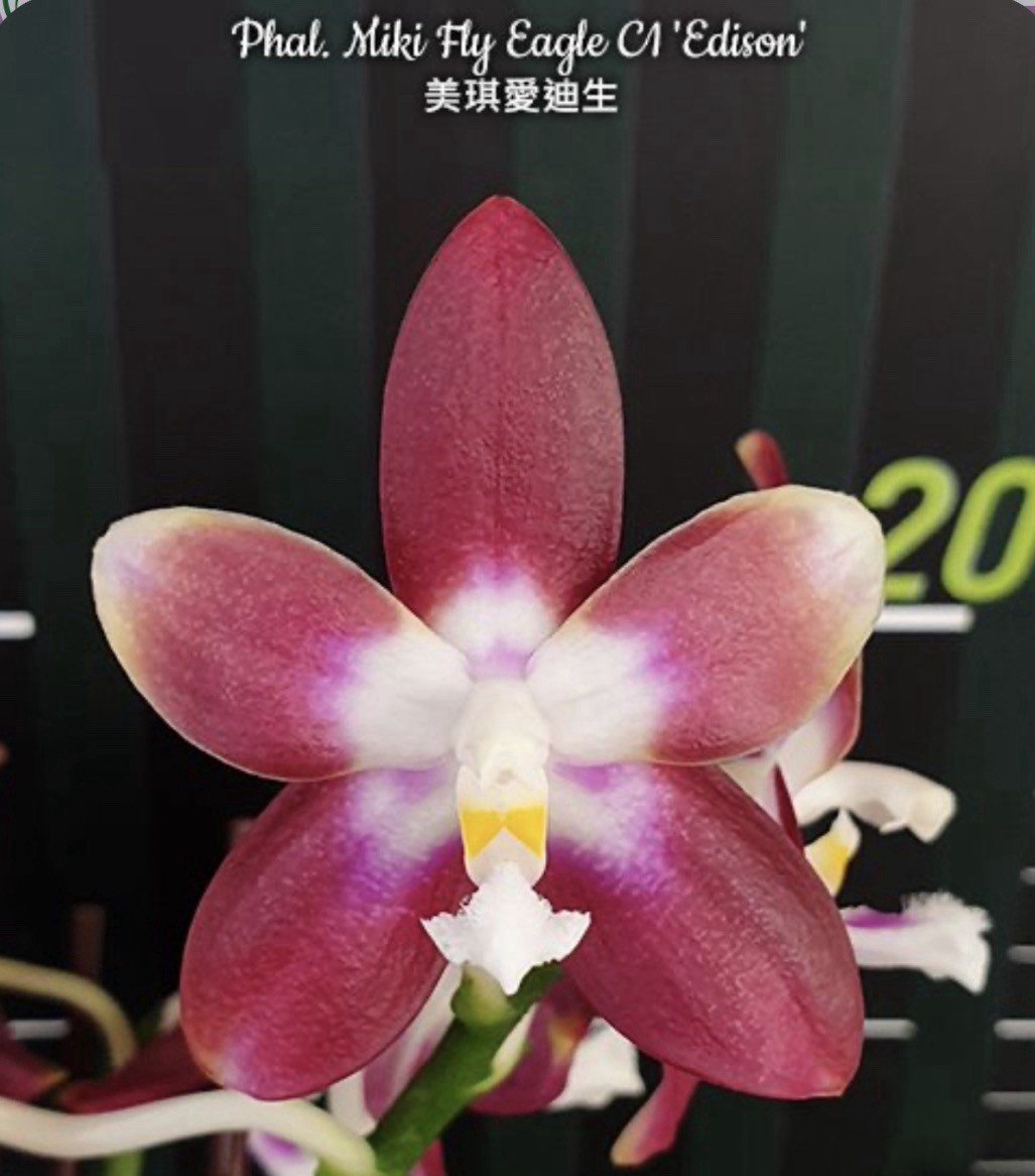 Phal. Miki Fly Eagle C1 ‘Edison’, Blooming Size, Fragrant, FREE Shipping