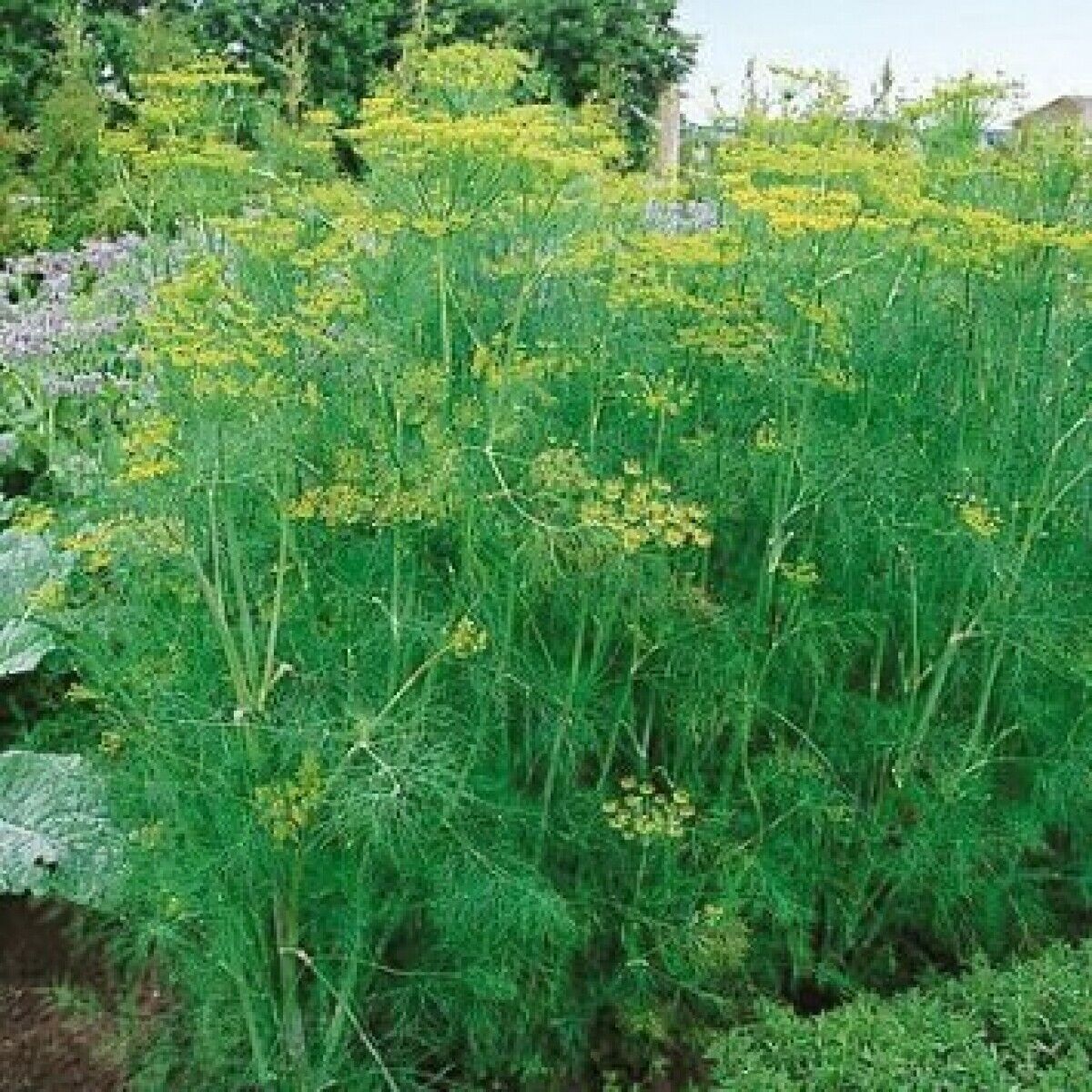 Dill Bouquet Seeds Anethum Graveolens, Organic, NON-GMO, Heirloom, FREE SHIPPING