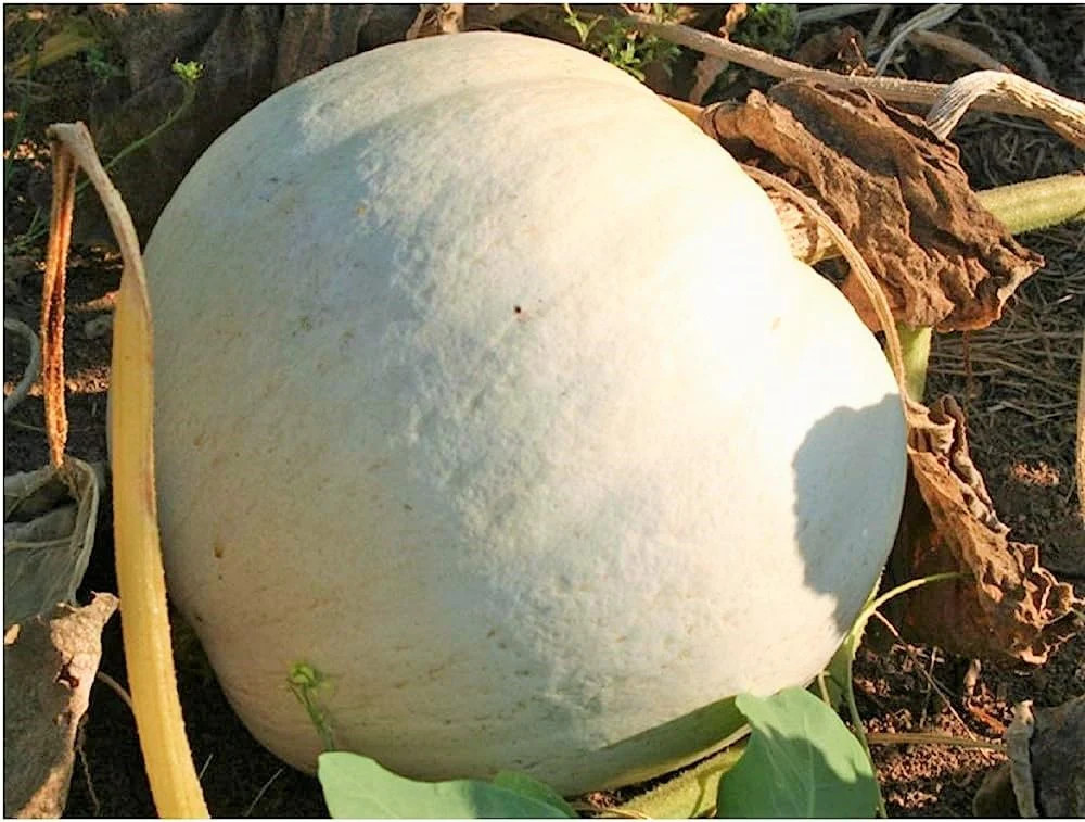 Lumina White Pumpkin Seeds | PVP Giant Polar Bear Pumpkins Vegetable Seed 2023