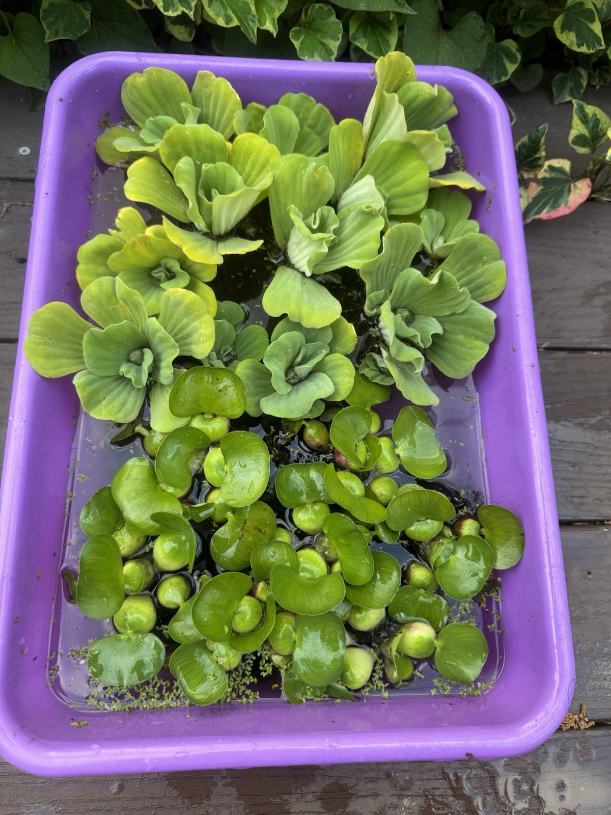 FATHERS DAY SPECIAL (15) Water Hyacinth & Lettuce Koi Pond Floating Plants 2-3″
