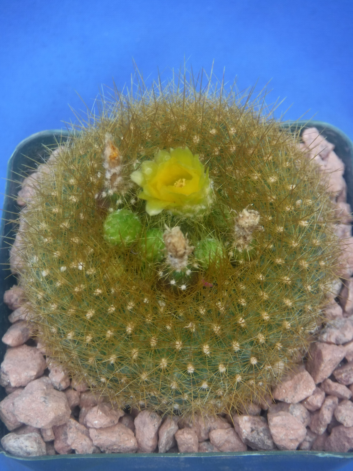 Notocactus graessneri v. flaviflorus Cactus Neon YELLOW/GREEN Flower 3″ Pot Size
