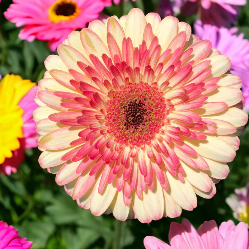Gerbera Daisy Seeds 50+ Seeds Mum Flower, Flower Seeds, Annual, Flower Beds