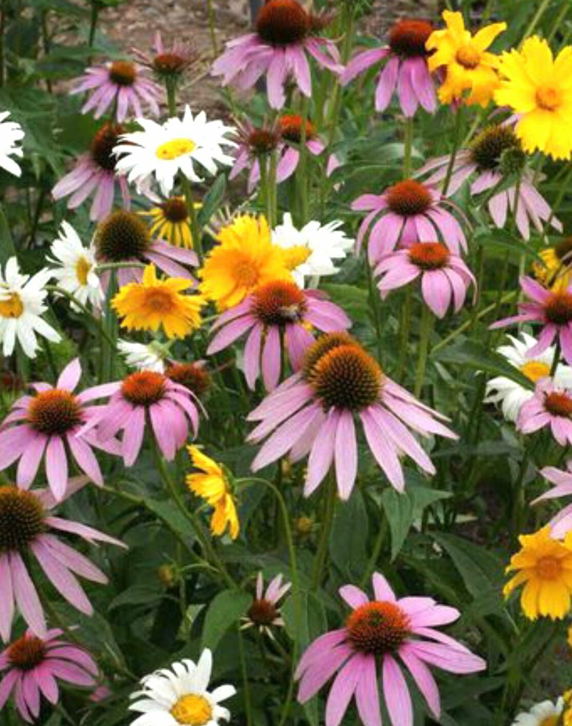 Wildflower Mix SHADE with Perennials 16 Species Pollinators Non-GMO 500+ Seeds