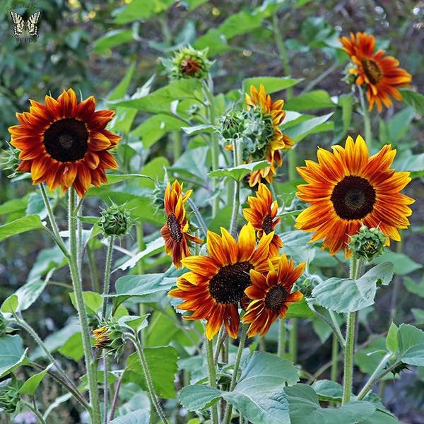 Harlequin Mix Sunflower: 25 Seeds