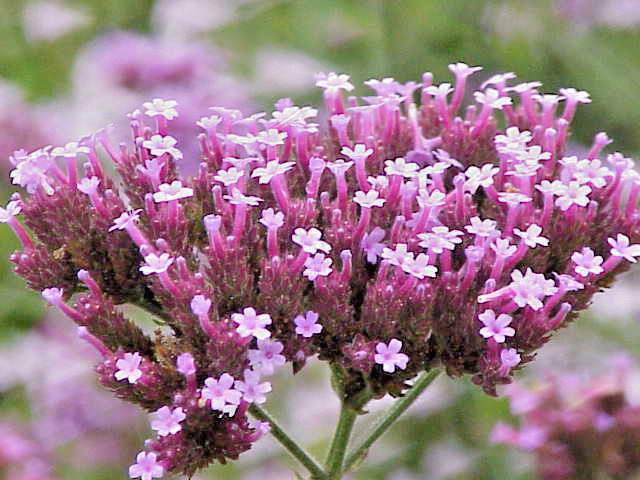 VERBENA BONARIENSIS, 250 SEEDS, TALL VERBENA, HARDY, PURPLE FLOWERS, EZ 2 GROW