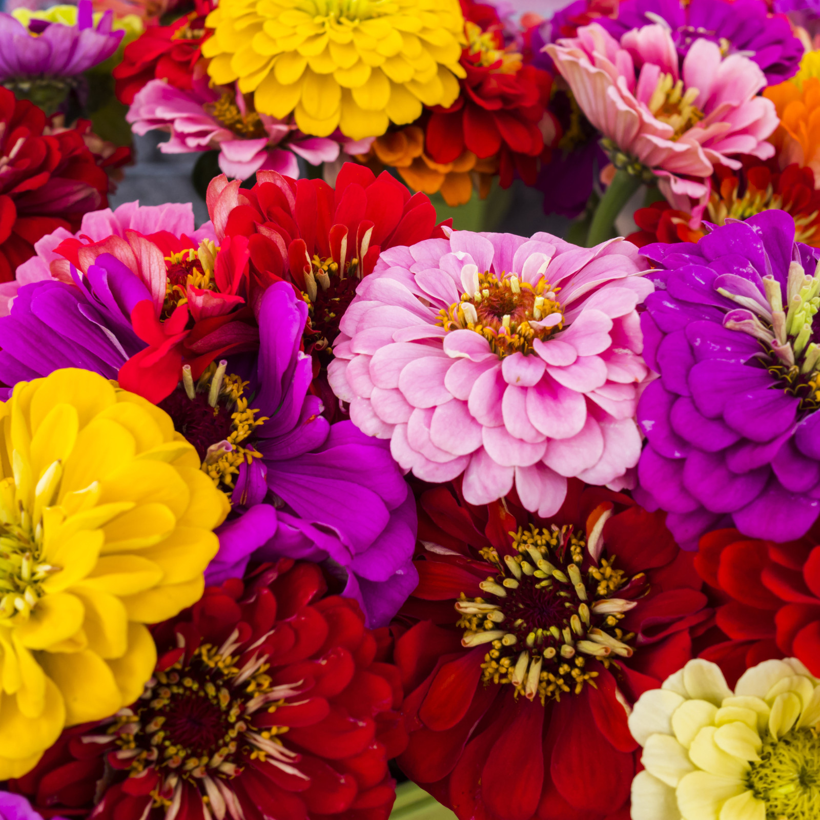 Zinnia Lilliput Flower Bulk Seed Mix | Non-GMO | Heirloom | Fresh Garden Seeds