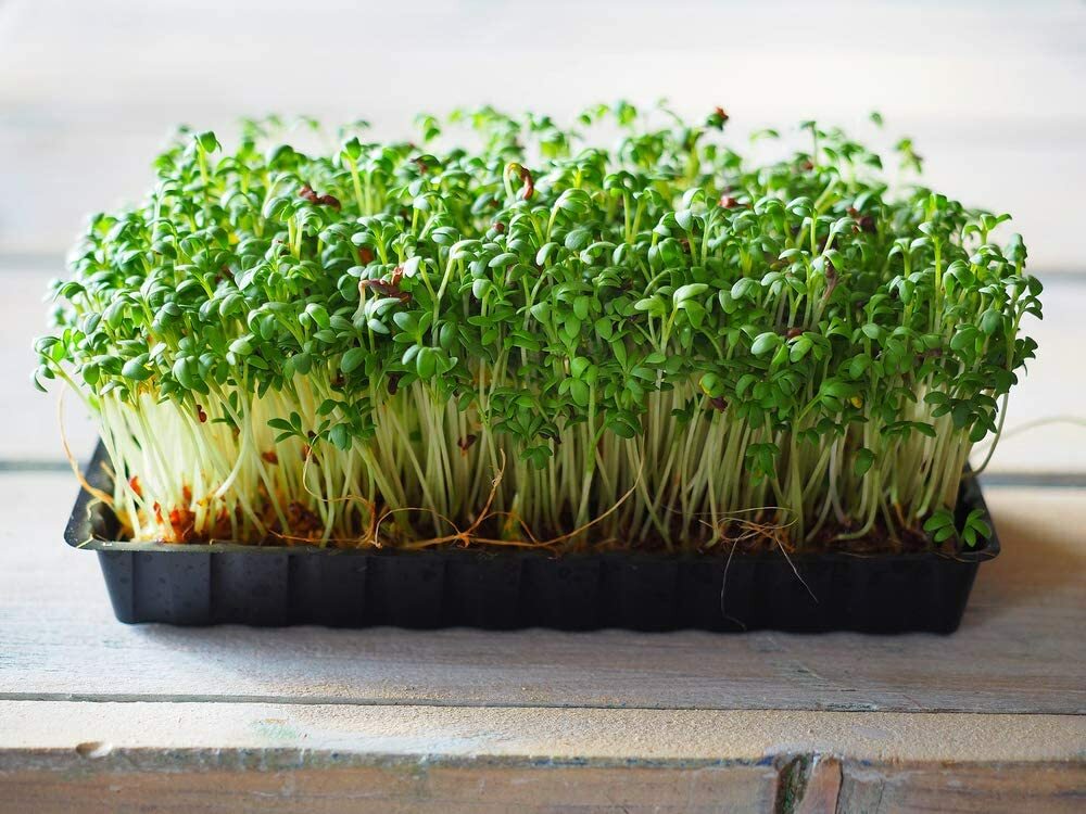 4 oz Cress