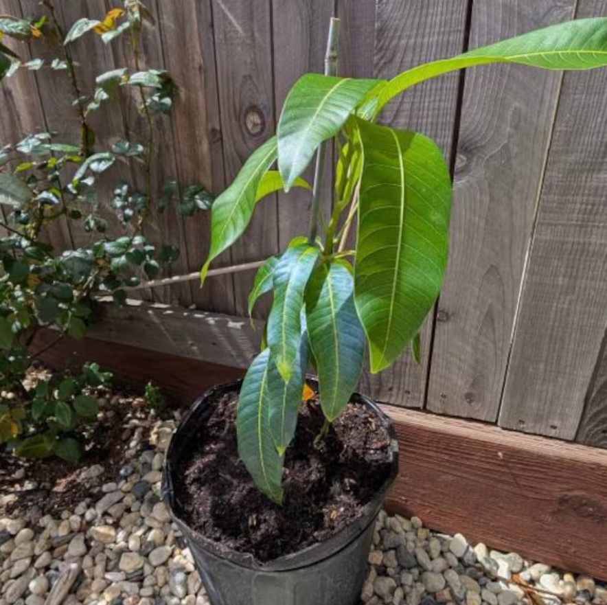 Live Grafted Kent Mango Tree – 3 Gal Pot – Tropical Fruit Tree – No Ship to CA