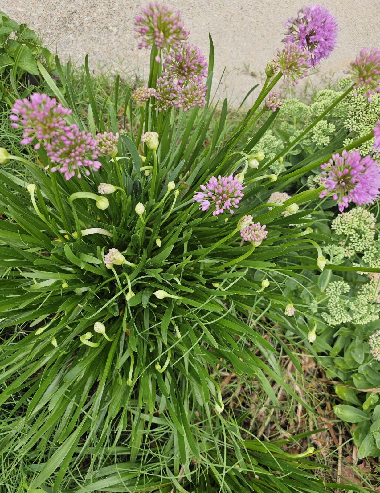 Millenium Allium Live Plant In 5 Inch Pot Pollinators Perennial Flowers
