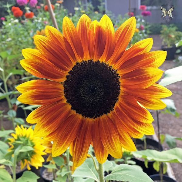 Harlequin Mix Sunflower: 25 Seeds