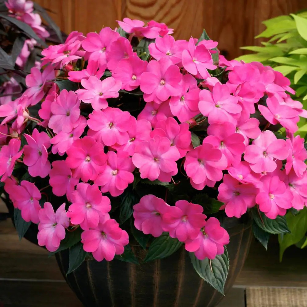 2.5 In. Vigorous Lavender Splash Sunpatiens Impatiens Outdoor Annual Plant with