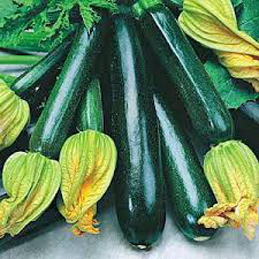 ZUCCHINI SEED, SQUASH LONG DARK GREEN, HEIRLOOM, 500+ SEEDS, NON GMO