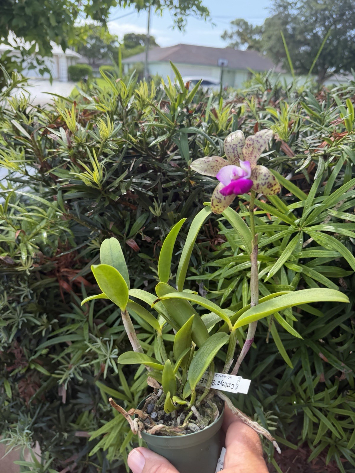 Cattleya Green Emerald Orchid Plant SPOTS! Mini! CUTE!